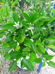Citrus × microcarpa