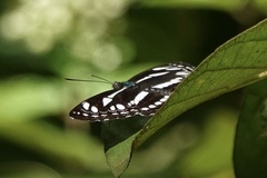 Neptis