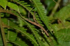 Ceroys perfoliatus
