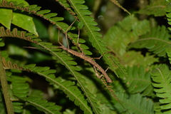 Ceroys perfoliatus