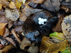 Asterophora lycoperdoides