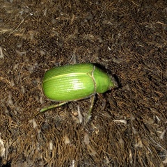 Xylonichus eucalypti