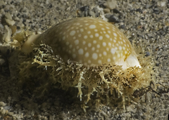Naria miliaris