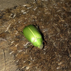 Xylonichus eucalypti