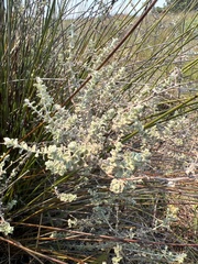 Plecostachys serpyllifolia