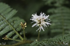 Mimosa lacerata