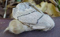 Philotherma rosa