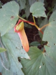 Begonia palmata