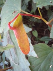 Begonia palmata