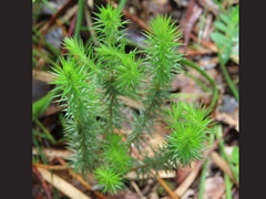 Acrotriche serrulata