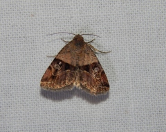 Ozarba megaplaga
