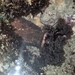 クロホシアカナマコ