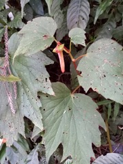Begonia palmata