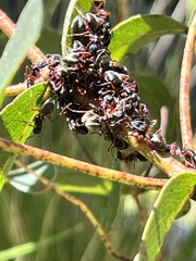 Dolichoderus doriae