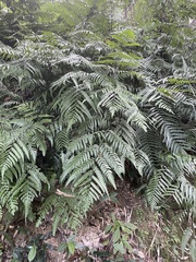 Diplazium dilatatum