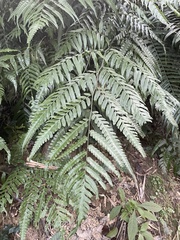Diplazium dilatatum