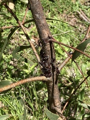 Dolichoderus doriae