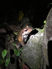 Leptodactylus savagei