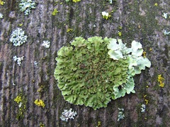 Physconia isidiigera