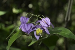 Solanum dulcamaroides