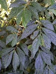 Elatostema lineolatum