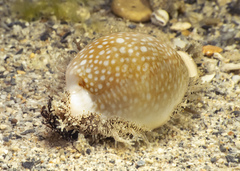 Naria miliaris
