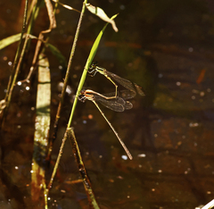 Argiocnemis rubescens