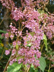 Miconia xalapensis