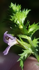 Euphrasia officinalis