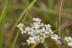 Leptospermum continentale