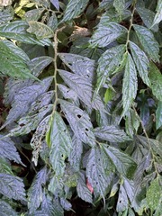 Elatostema lineolatum