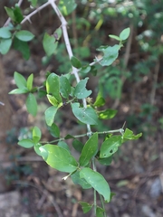 Benkara sinensis