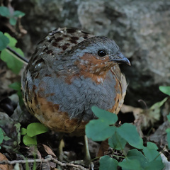 Bambusicola thoracicus