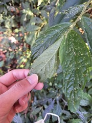 Elatostema lineolatum