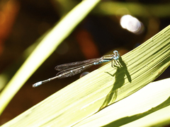 Austroagrion watsoni