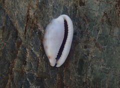 Talostolida pellucens