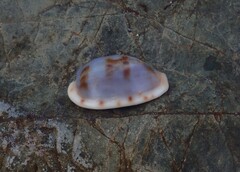 Talostolida pellucens