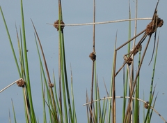 Juncus conglomeratus