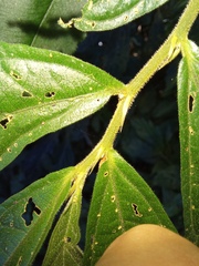 Elatostema lineolatum