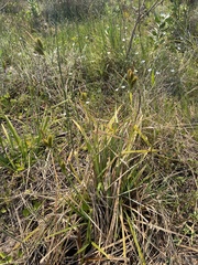Carex clavata