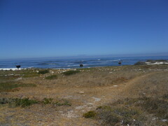 Struthio camelus australis