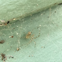Cryptachaea gigantipes