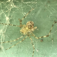 Cryptachaea gigantipes