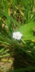 Convolvulus farinosus