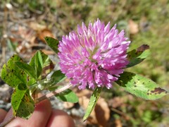 Pseudopeziza trifolii