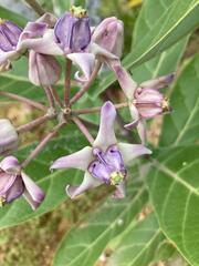 Calotropis gigantea