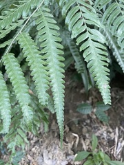 Diplazium dilatatum