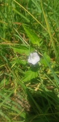 Convolvulus farinosus