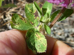 Pseudopeziza trifolii