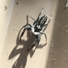 Ocrisiona leucocomis